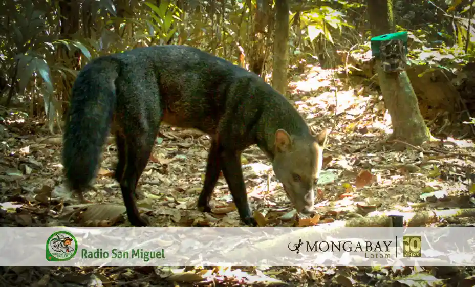 Bolivia: reúnen por primera vez más de 4000 fotos del perro fantasma, el cánido más huidizo de la Amazonía | ESTUDIO