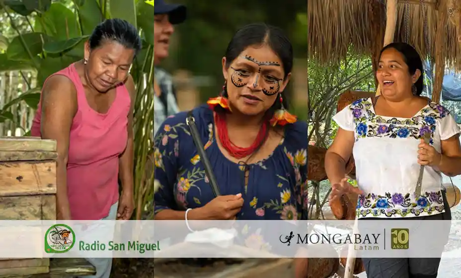 Día Mundial de las Abejas: tres iniciativas de mujeres indígenas para proteger a estos polinizadores en Latinoamérica
