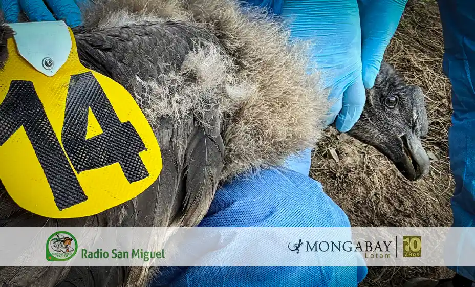Uchuy: el primer polluelo de cóndor andino que lleva un transmisor satelital en Perú