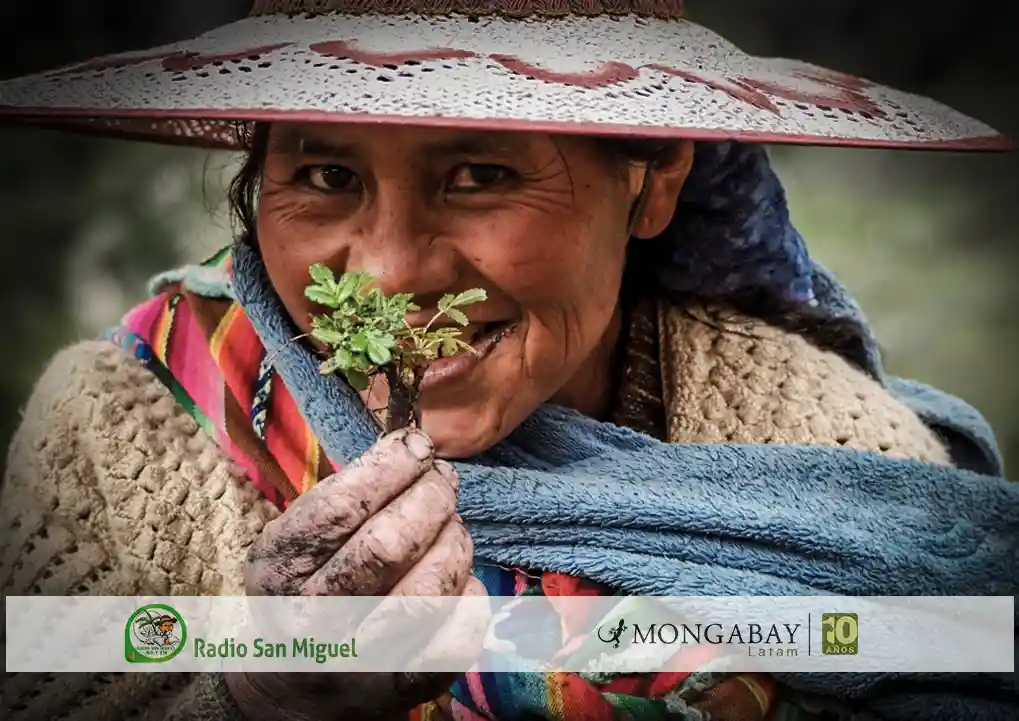 Mujeres kewiña: indígenas quechua restauran bosques andinos para proteger el agua de Bolivia