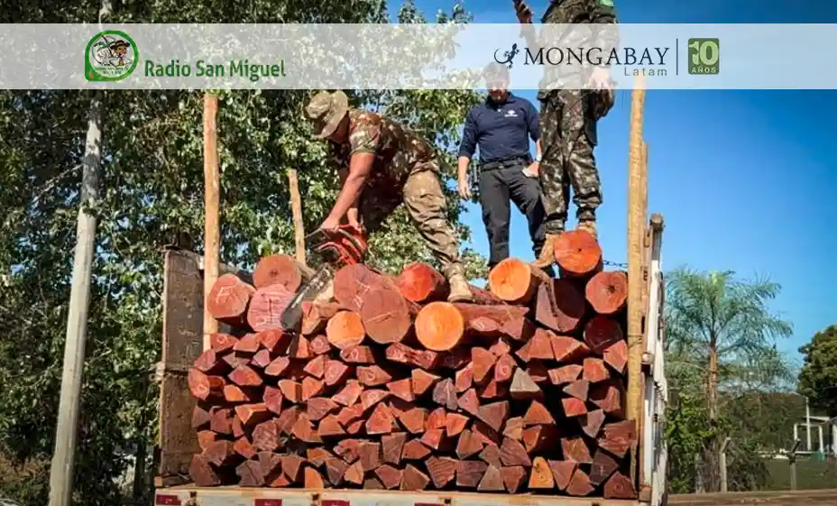 Operación Escudo de Madera: cerca de 200 árboles nativos de Bolivia fueron tumbados para llevar droga impregnada en tablones a Brasil