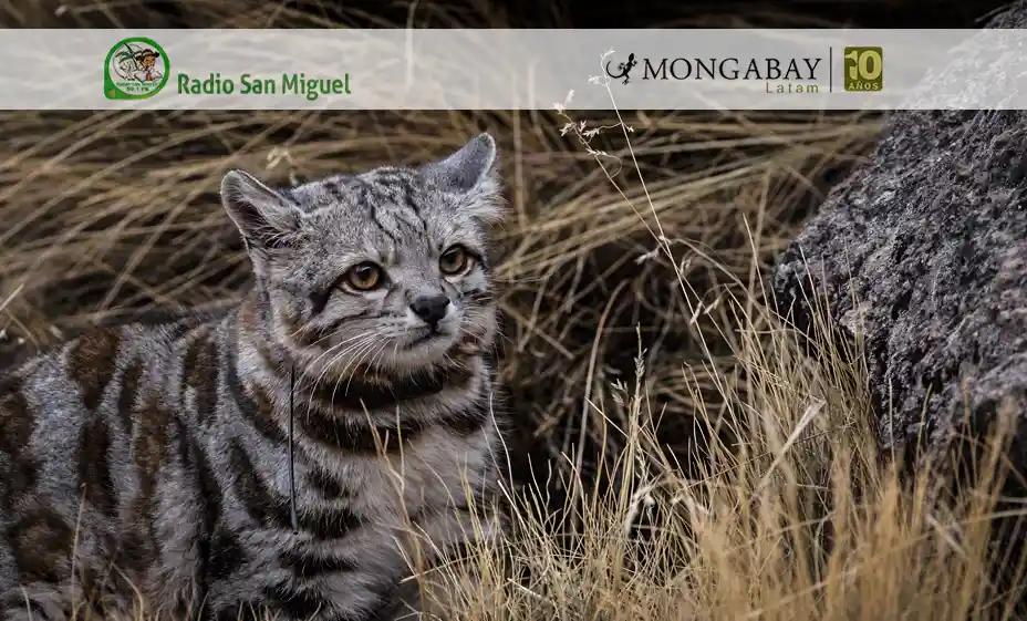 Gato andino reaparece en Argentina: alianza entre científicos, comunidades y ganaderos abre una ruta de esperanza