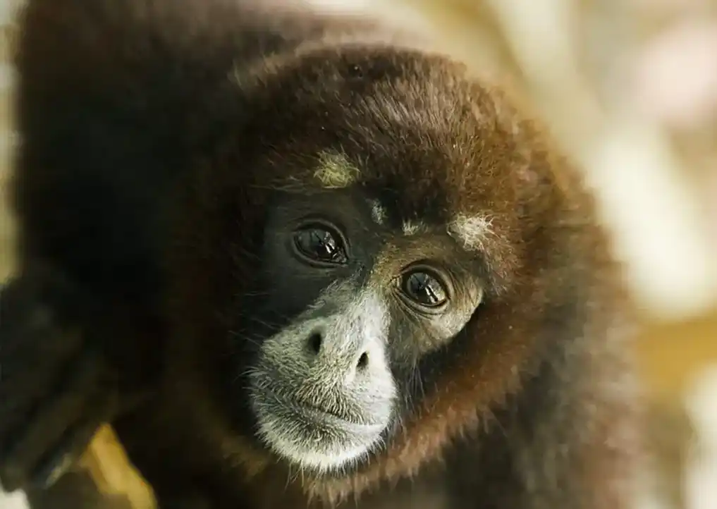 Día Internacional de los Primates: tres proyectos de conservación en Colombia, Perú y Bolivia